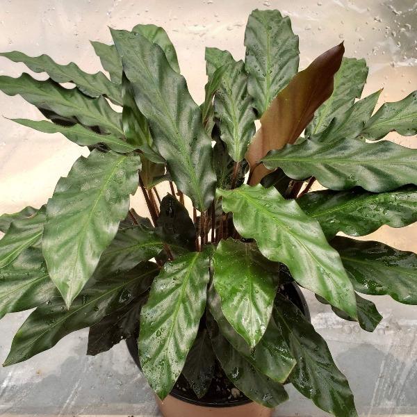 Calathea Rufibarba