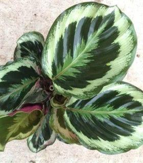 Calathea Shining Star