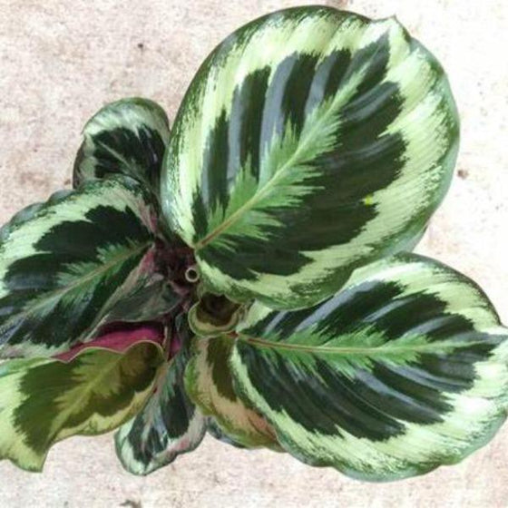 calathea shinestar has bright green patterned foliage
