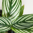calathea vittata white stripes on glossy dark green pointed leaves