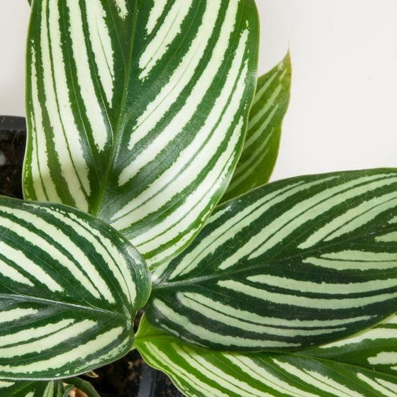 calathea vittata white stripes on glossy dark green pointed leaves