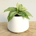 small calathea vittata in a white ceramic pot
