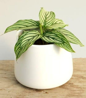white star prayer plant Buy Calathea White Star Plants Online