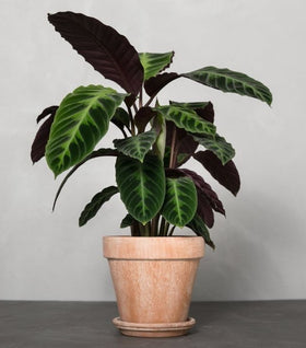 Calathea warscewiczii