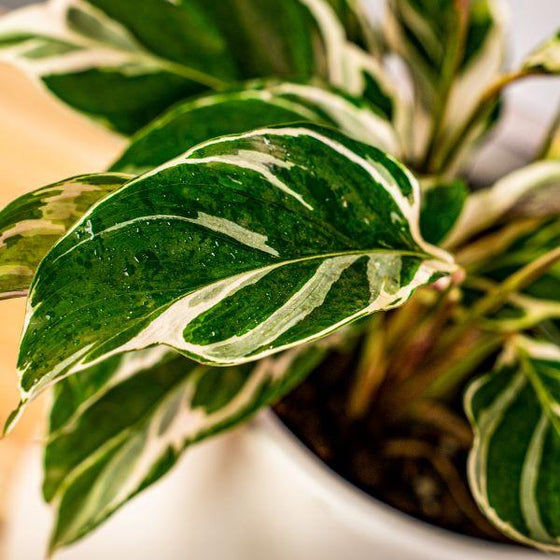 Close up view of the white striped leaves of Calathea White Fusion