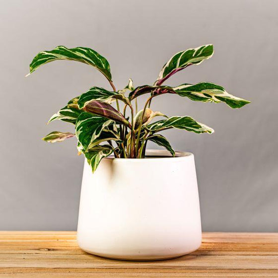 POWERS TO FLOWERS - CALATHEA WARSCEWICZII MARANTA, vaso 19cm, pianta vera - Powers to flowers - piante e fiori POWERS TO FLOWERS - CALATHEA WARSCEWICZII MARANTA, vaso 19cm, pianta vera - Powers to flowers - piante e fiori