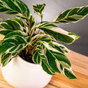 Calathea White Fusion tropical houseplant with white and green variegated foliage