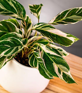 Calathea White Fusion