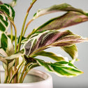 Calathea White Fusion's white leaves with alternating streaks of green