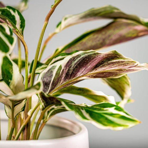 Calathea White Fusion's white leaves with alternating streaks of green