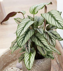 Calathea White Star