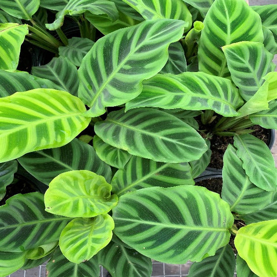exquisite  Calathea Zebra with velvety foliage