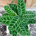 full and beautiful Calathea Zebra