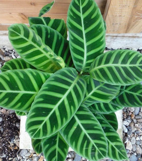 Calathea Zebra