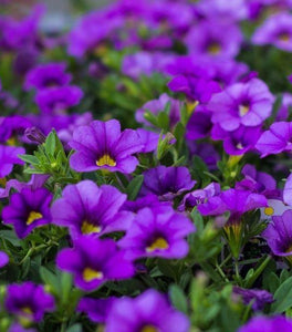 Calibrachoa Dark Blue