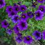 Calibrachoa Aloha Kona Midnight Blue container garden plant
