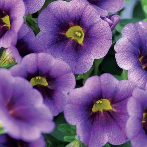 close look at the purple spring blooms Calibrachoa Aloha Kona Midnight Blue