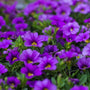 deep blueish purple flowers of the Calibrachoa Aloha Kona Midnight Blue
