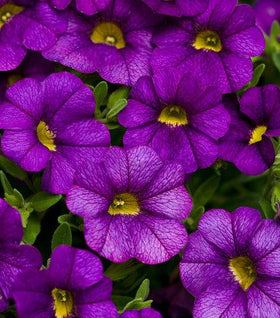 Calibrachoa Superbells Blue