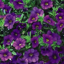 Calibrachoa Superbells Blue