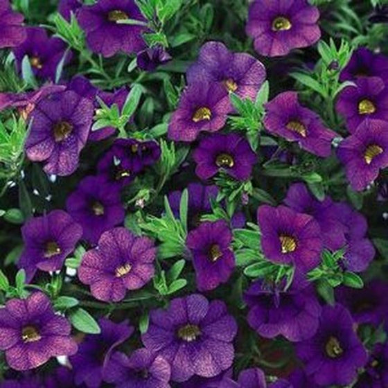 Calibrachoa Superbells Blue