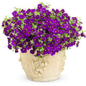 Calibrachoa Superbells in container