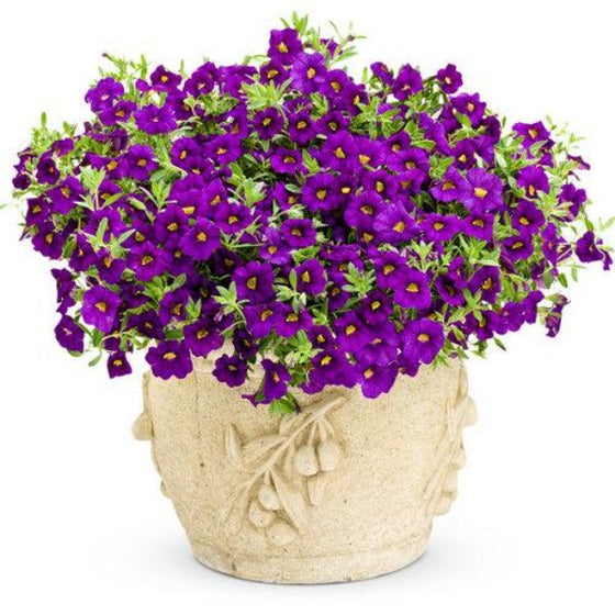 Calibrachoa Superbells in container