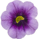 Calibrachoa Superbells Blue Moon Punch flower