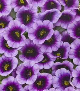 Calibrachoa Superbells Blue Moon Punch