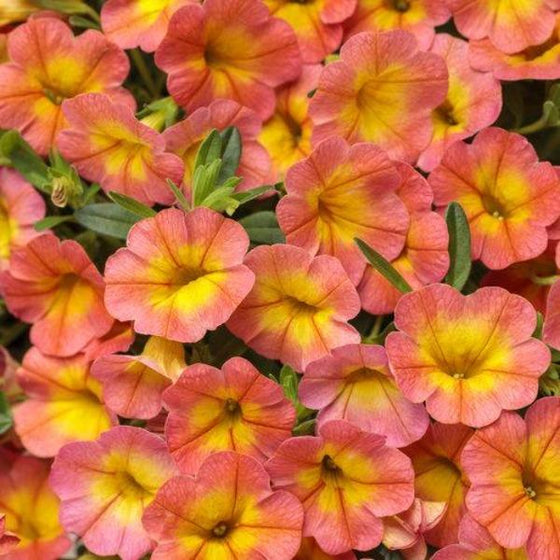 Calibrachoa Superbells Coral Sun flowers