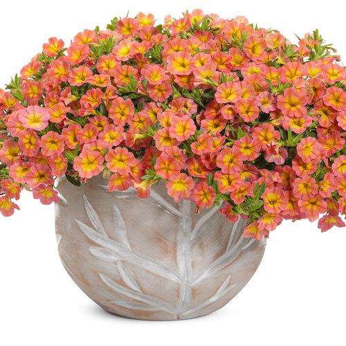 Calibrachoa Superbells Coral Sun in a planter