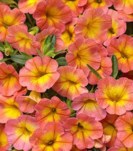 Calibrachoa Superbells Coral Sun
