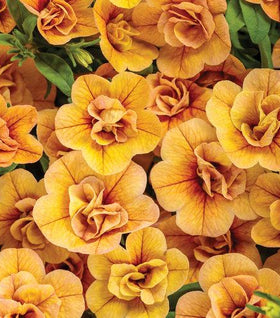 Calibrachoa Superbells Double Amber