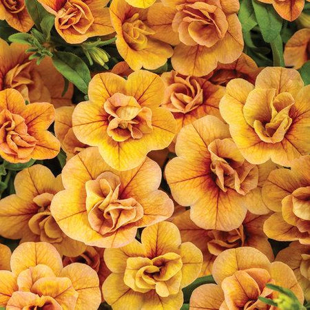 Buy Calibrachoa Superbells Double Amber Online | Garden Goods Direct