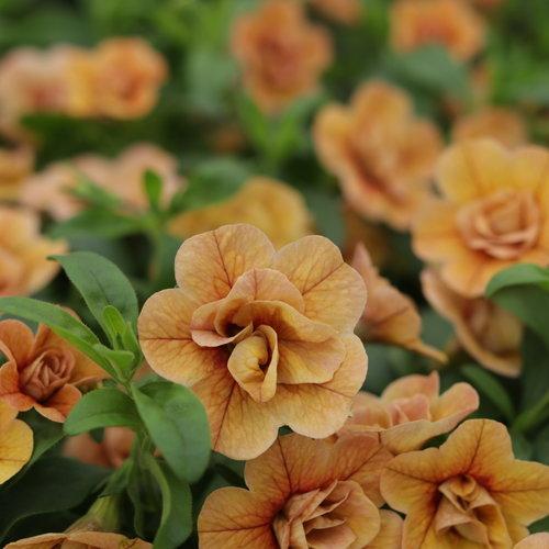 Calibrachoa Superbells Double Amber flowers up close