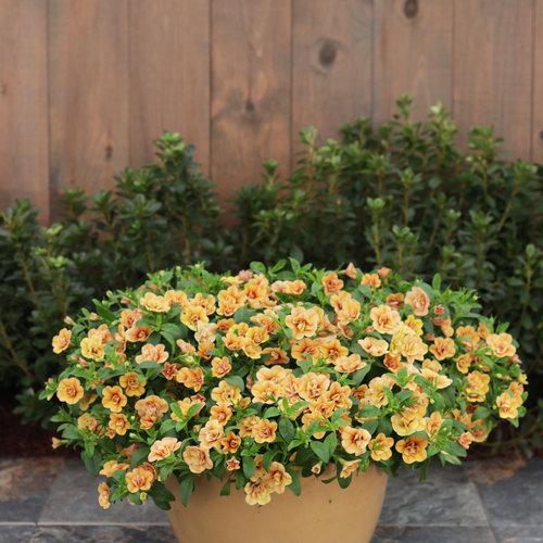 Calibrachoa Superbells Double Amber in planter