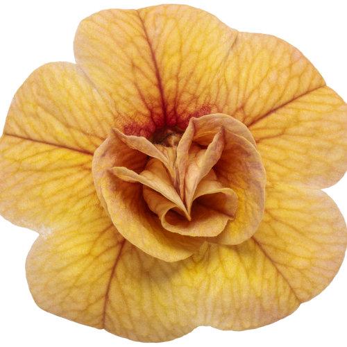 Close up of Calibrachoa Superbells Double Amber