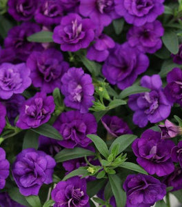 Calibrachoa Superbells Double Blue
