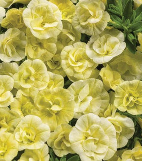 Calibrachoa Superbells Double Chiffon