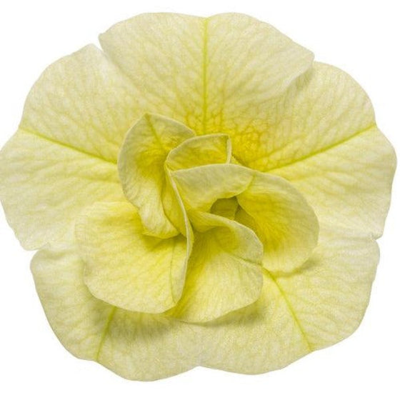 Callibrachoa Superbells Double Chiffon flower up close