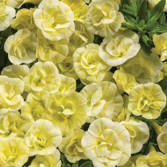 Calibrachoa Superbells Double Chiffon