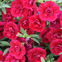 Calibrachoa Superbells Double Ruby Flowers