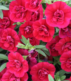 Calibrachoa Superbells Double Ruby