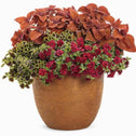 Calibrachoa Superbells Double Ruby mixed planter