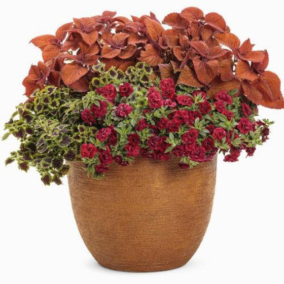 Calibrachoa Superbells Double Ruby mixed planter