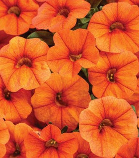 Calibrachoa Superbells Dreamsicle