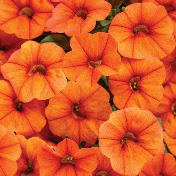 Calibrachoa Superbells Dreamsicle Orange Flowers