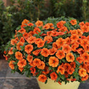 Dreamsicle Superbells Calibrachoa Orange Flowers