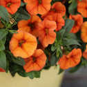 Calibrachoa Superbells Dreansicle in flower