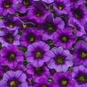 Calibrachoa Superbells Grape Punch Purple Flowers